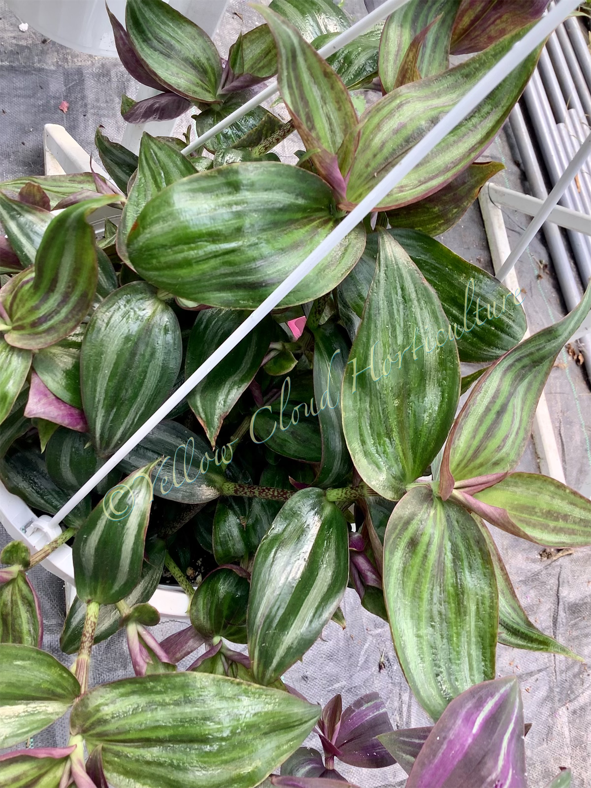 Tradescantia Zebrina ‘Tikal’