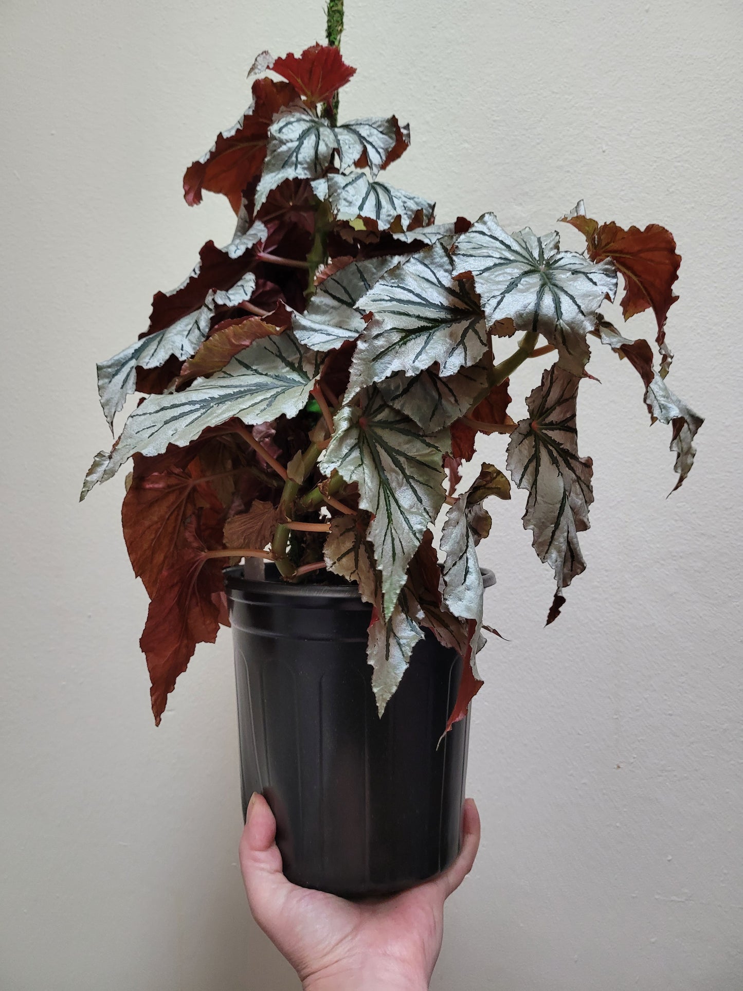 Angel Wing Begonia ‘Looking Glass’