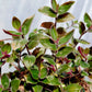 Tradescantia Chrysophylla ‘Baby Bunny Bellies’