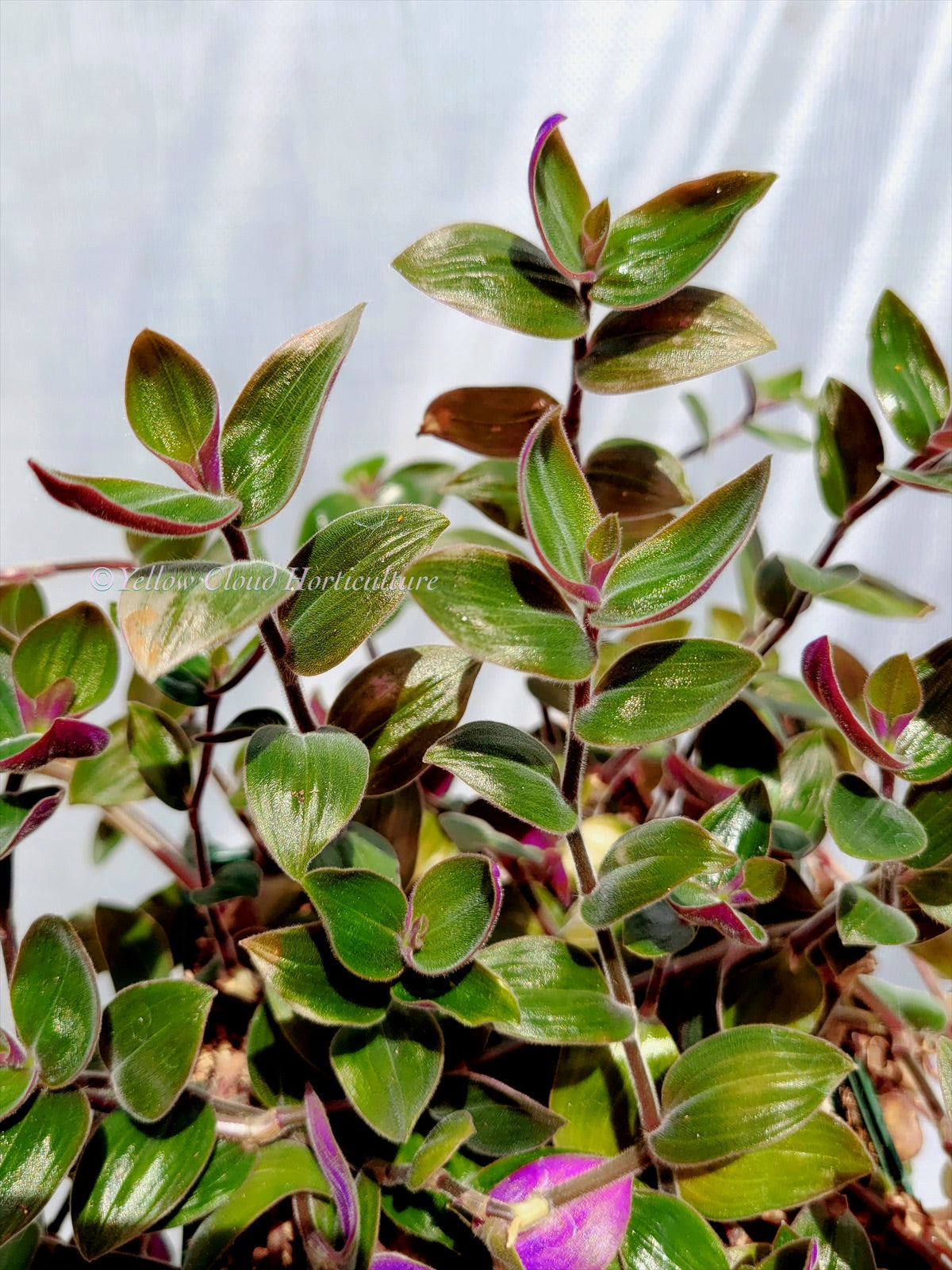 Tradescantia Chrysophylla ‘Baby Bunny Bellies’