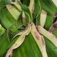 Callisia Soconuscensis ‘Variegata’