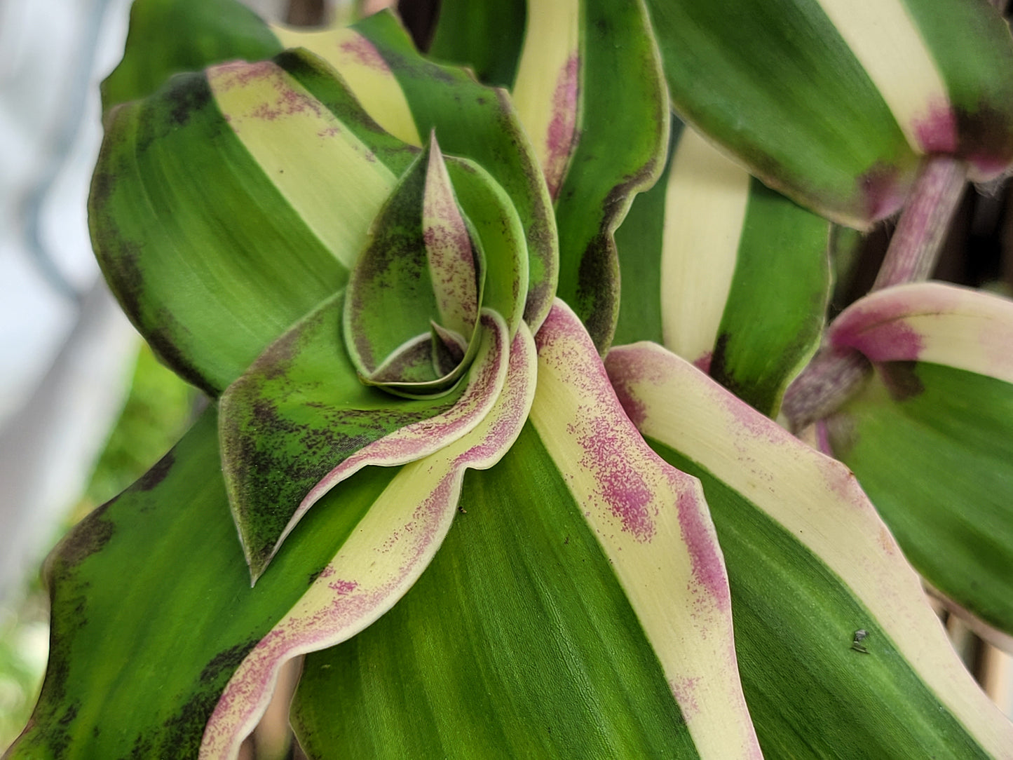 Callisia Soconuscensis ‘Variegata’