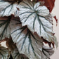 Angel Wing Begonia ‘Looking Glass’