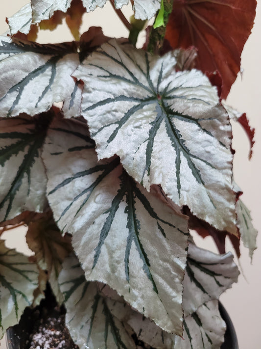 Angel Wing Begonia ‘Looking Glass’