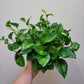 Epipremnum Aureum ‘Global Green’ Pothos