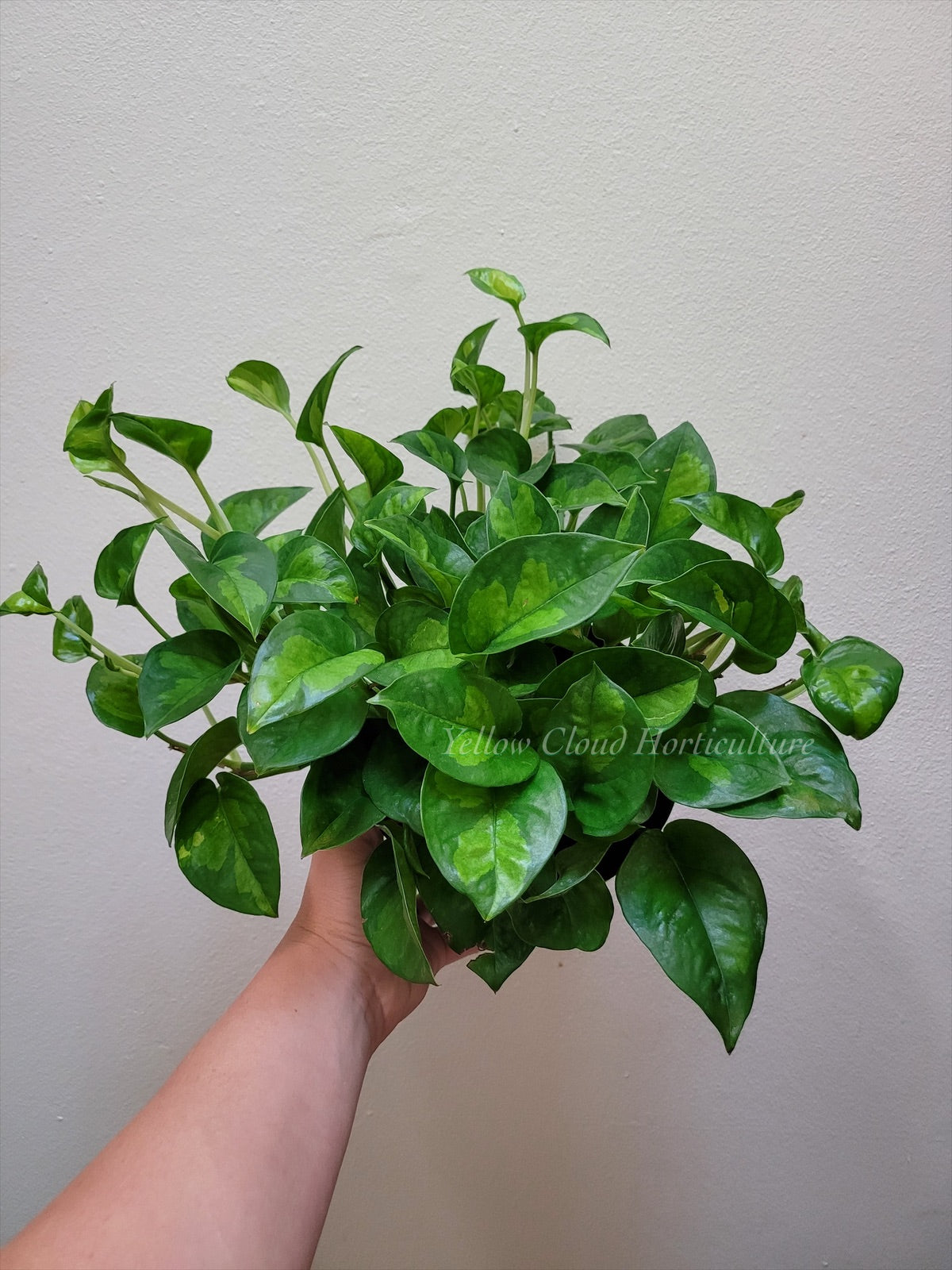 Epipremnum Aureum ‘Global Green’ Pothos