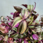 Tradescantia Zebrina Discolor-Multicolor Variation