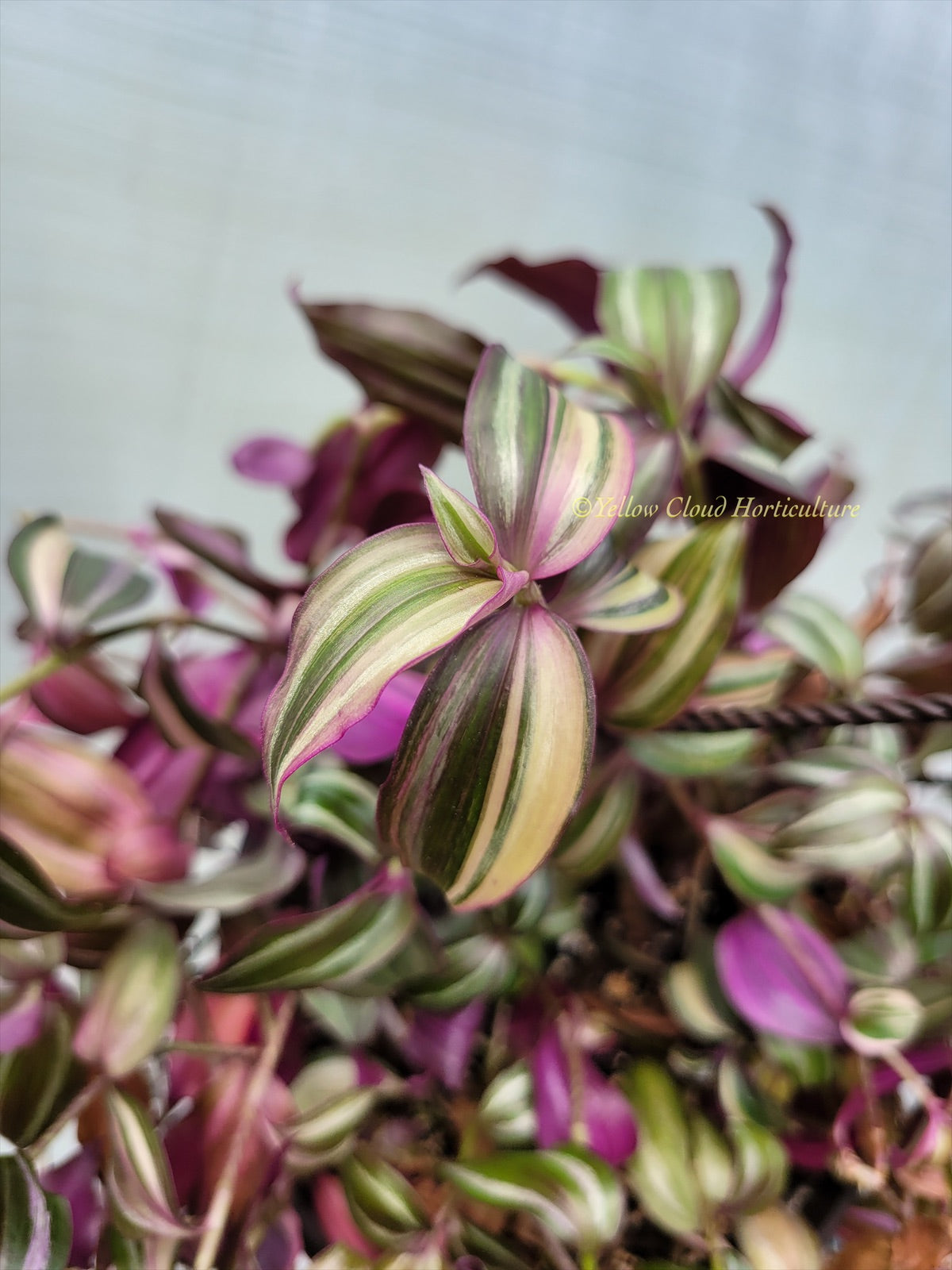 Tradescantia Zebrina Discolor-Multicolor Variation