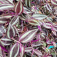 Tradescantia Zebrina Burgundy