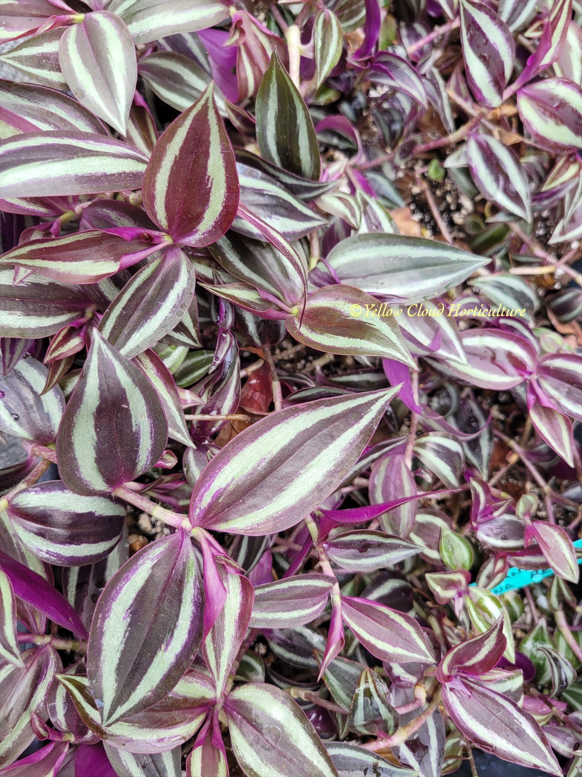 Tradescantia Zebrina Burgundy