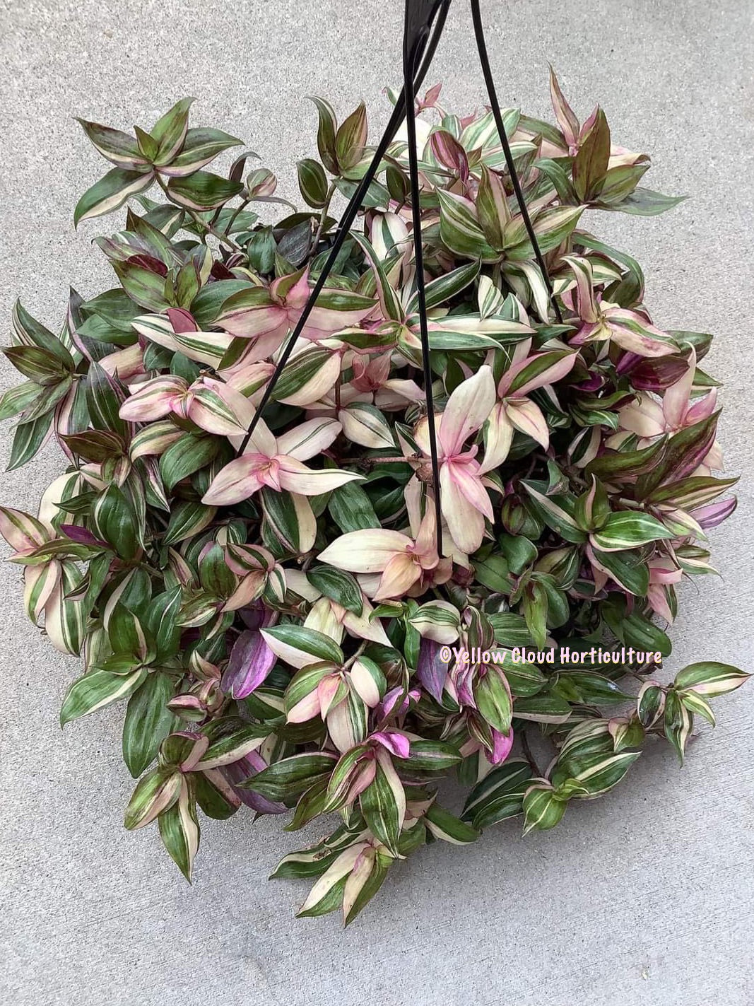 Tradescantia Zebrina Discolor-Multicolor