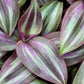 Tradescantia Zebrina ‘Evanesce’