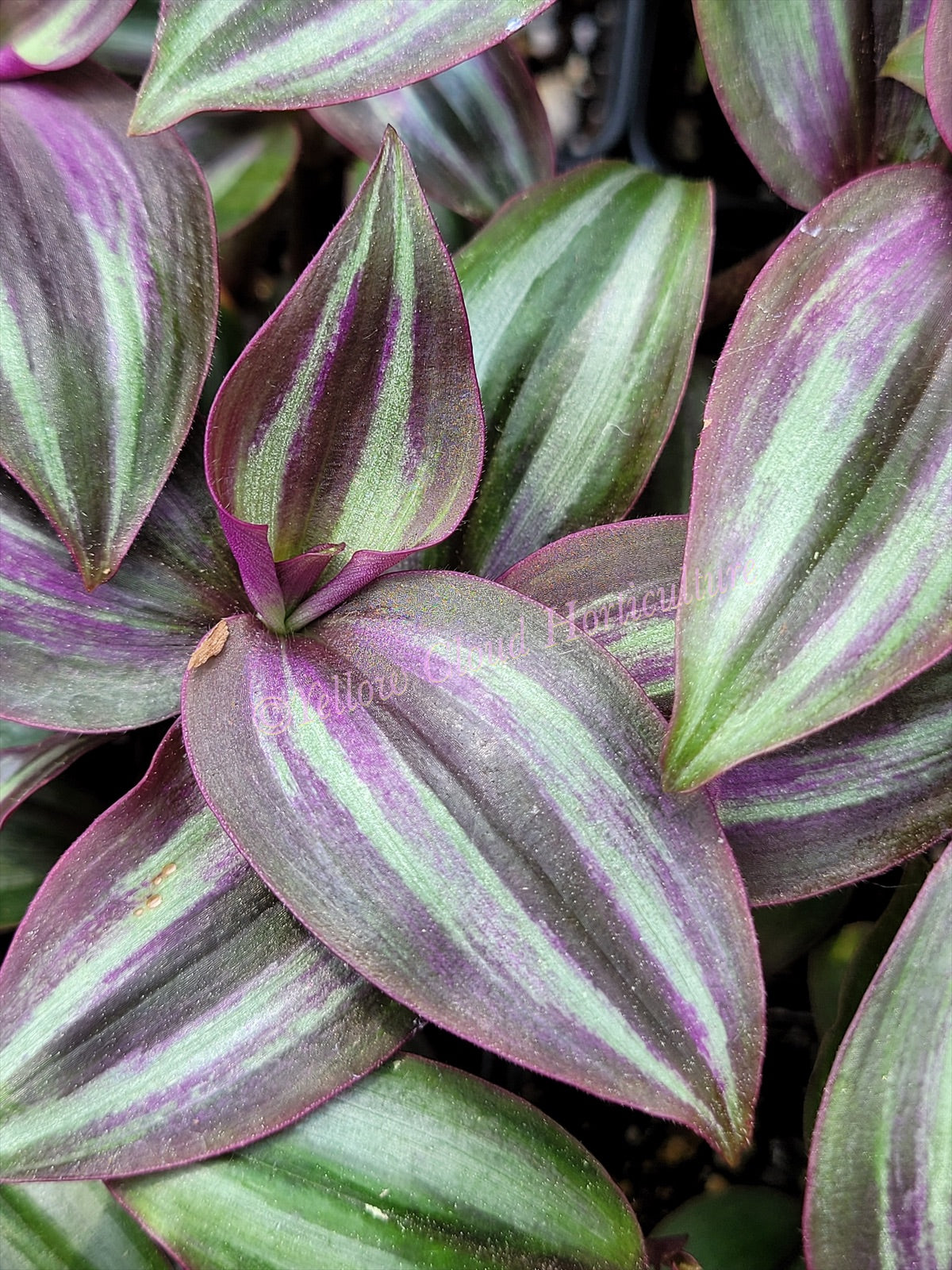 Tradescantia Zebrina ‘Evanesce’