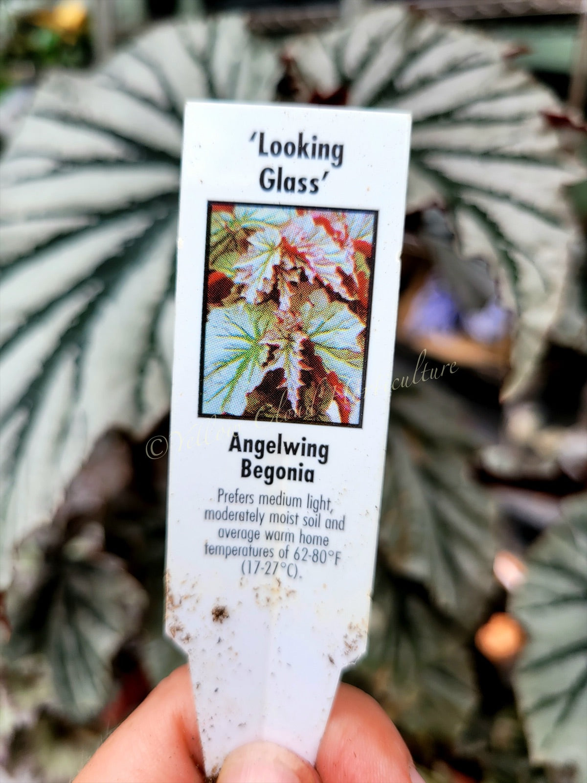 Angel Wing Begonia ‘Looking Glass’