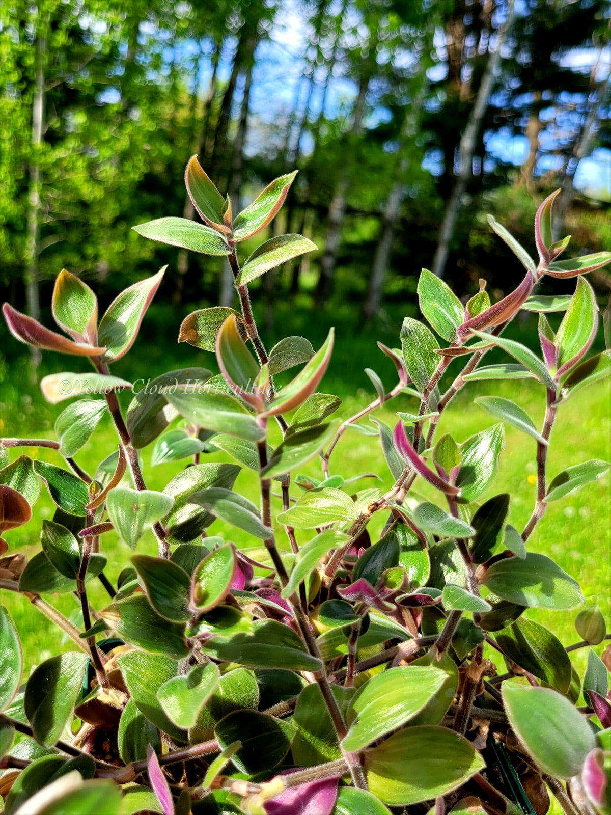 Tradescantia Chrysophylla ‘Baby Bunny Bellies’