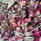 Tradescantia Zebrina Discolor-Multicolor Variation