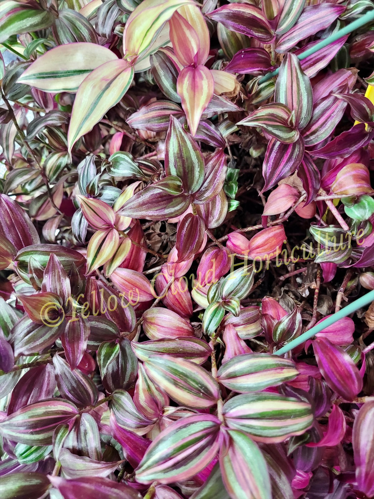 Tradescantia Zebrina Discolor-Multicolor Variation