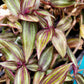 Tradescantia Zebrina ‘Tikal’