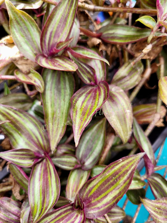 Tradescantia Zebrina ‘Tikal’