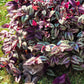 Tradescantia Zebrina ‘Violet Hill’ (“Silver Plus”)