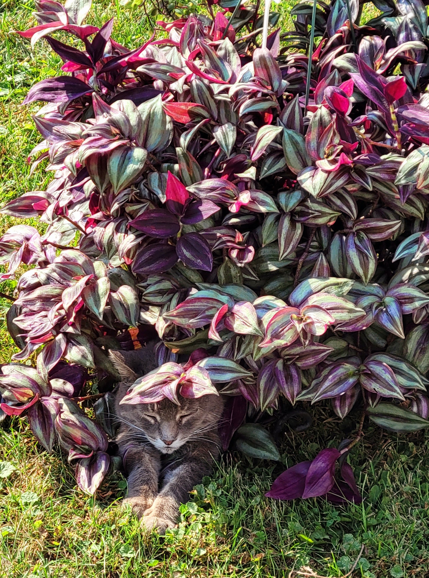 Tradescantia Zebrina ‘Violet Hill’ (“Silver Plus”)