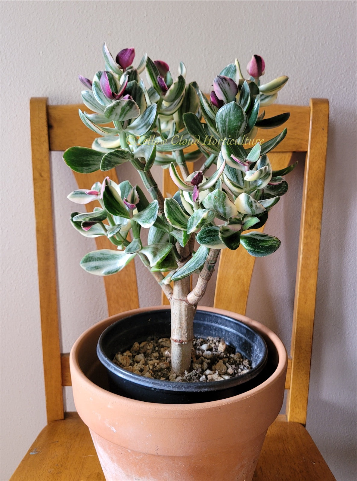 Crassula Ovata Variegata “Variegated Jade”