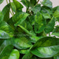 Epipremnum Aureum ‘Global Green’ Pothos