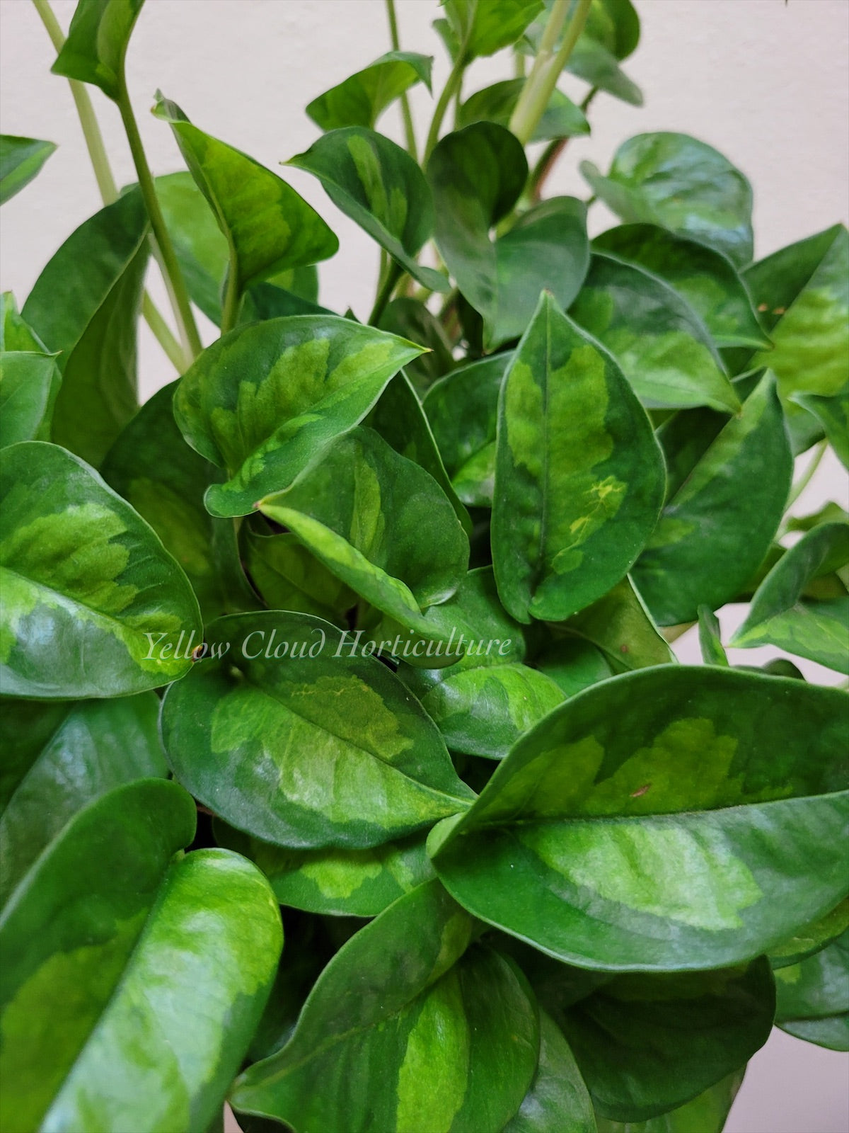 Epipremnum Aureum ‘Global Green’ Pothos