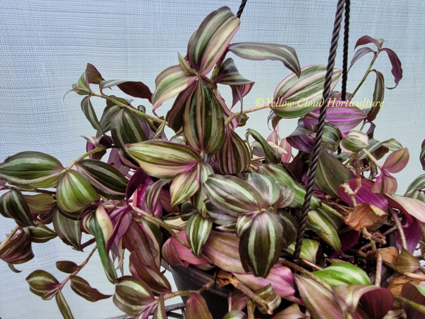 Tradescantia Zebrina Discolor-Multicolor Variation