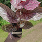 Angel Wing Begonia ‘Miss Mummy’