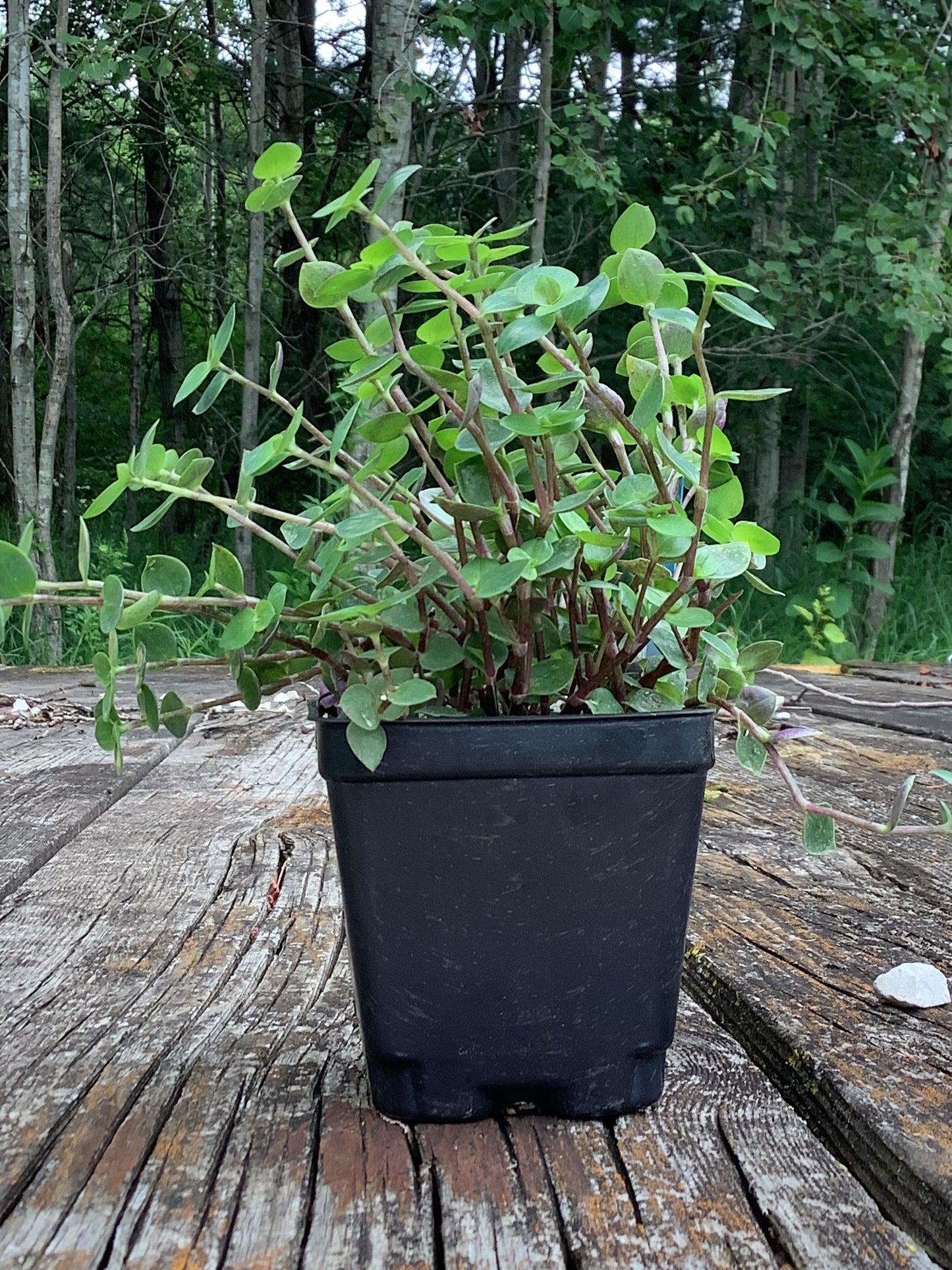 Callisia Repens ‘Minima’ (“Turtle vine/Bolivian Jew”)