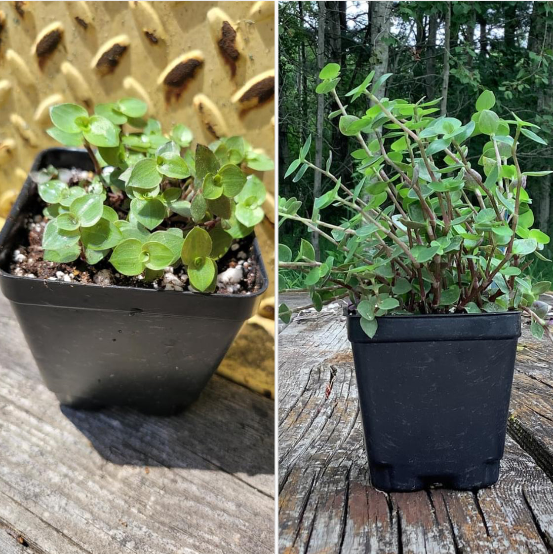 Callisia Repens ‘Minima’ (“Turtle vine/Bolivian Jew”)