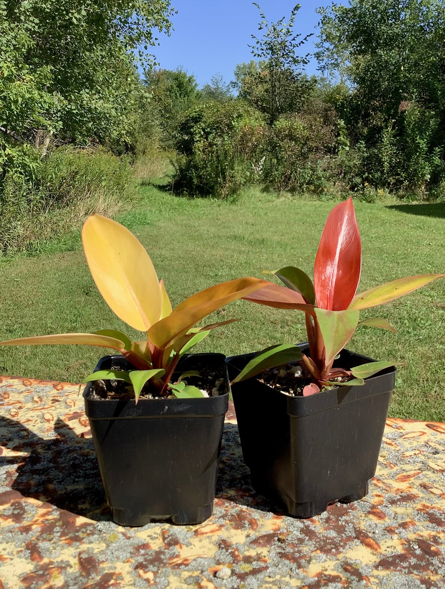 Philodendron Selloum ‘Red Sun’