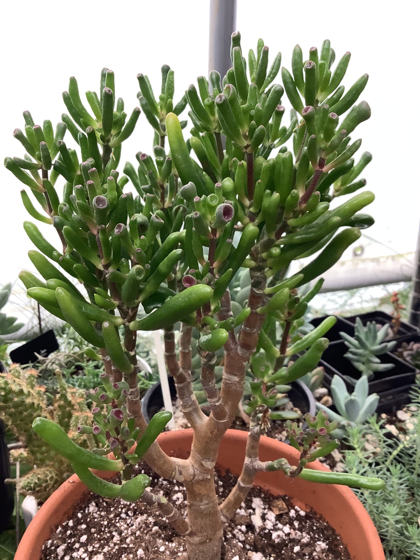 Crassula Ovata Gollum