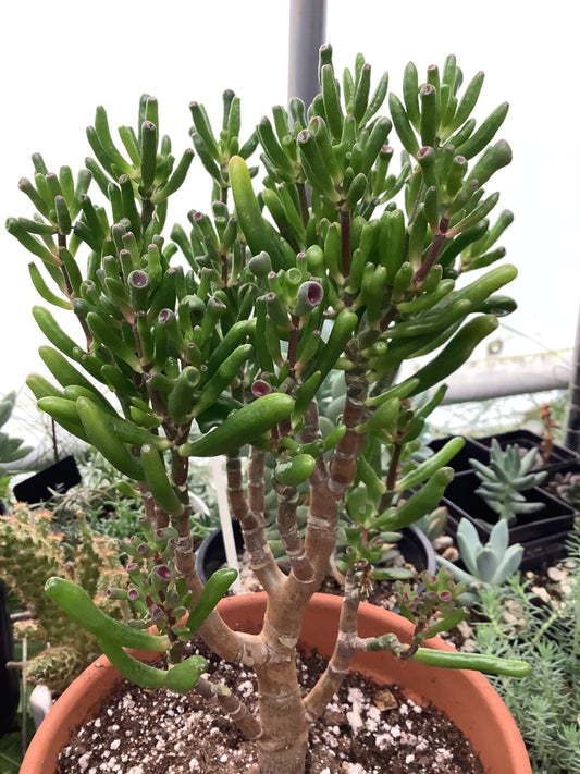 Crassula Ovata Gollum