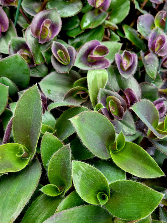 Tradescantia ‘Pale Puma’