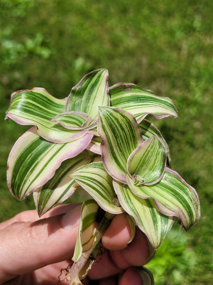 Callisia Soconuscensis ‘Variegata’