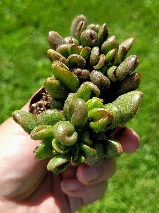 Crassula Ovata E.T. Finger