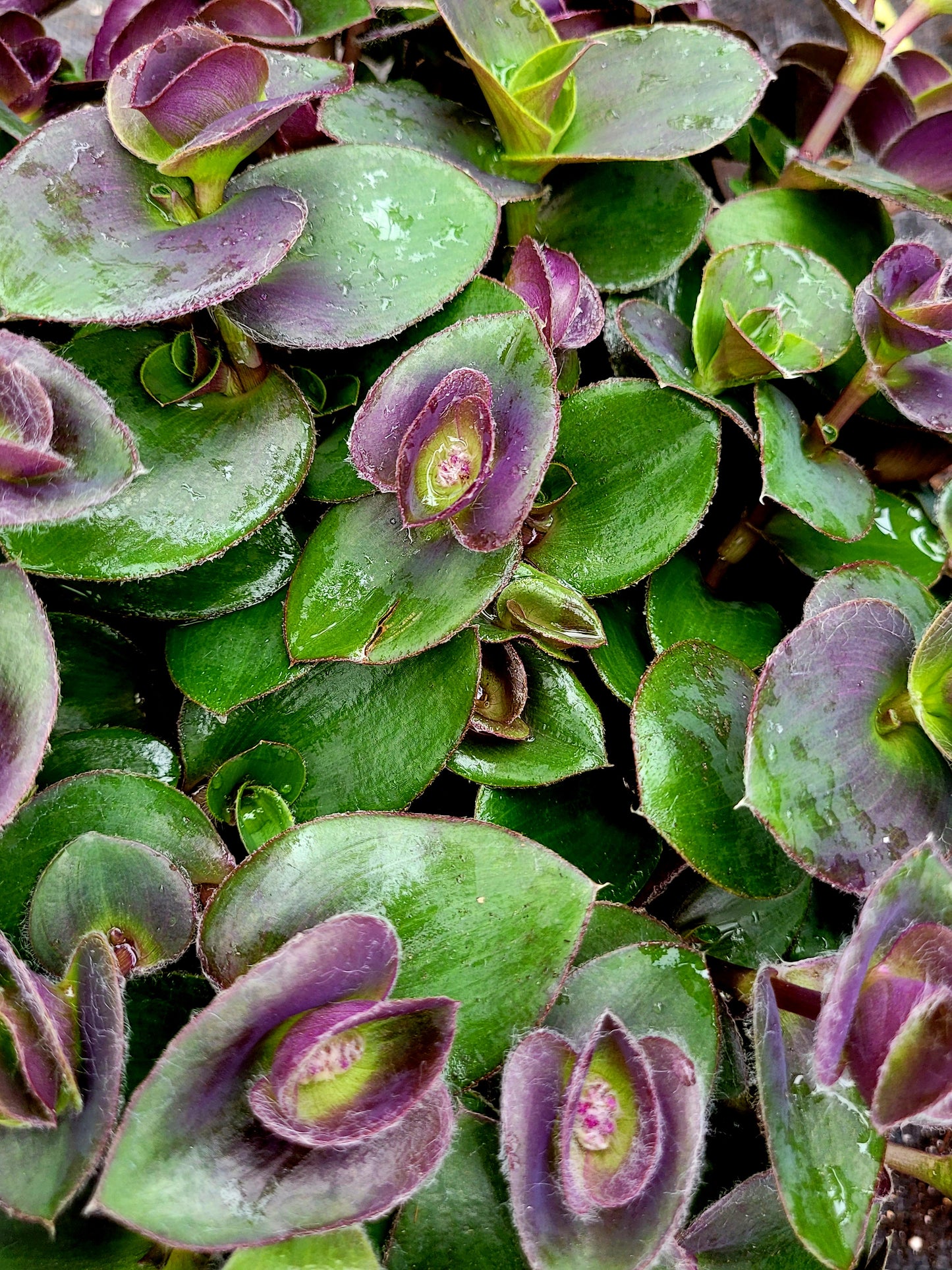 Tradescantia ‘Pale Puma’