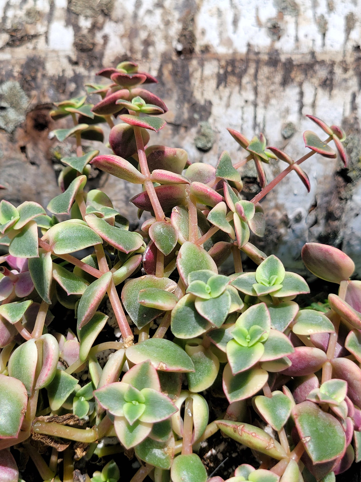 Crassula Pellucida Subsp. Marginalis ‘Rubra’ (“Calico Kittens”)