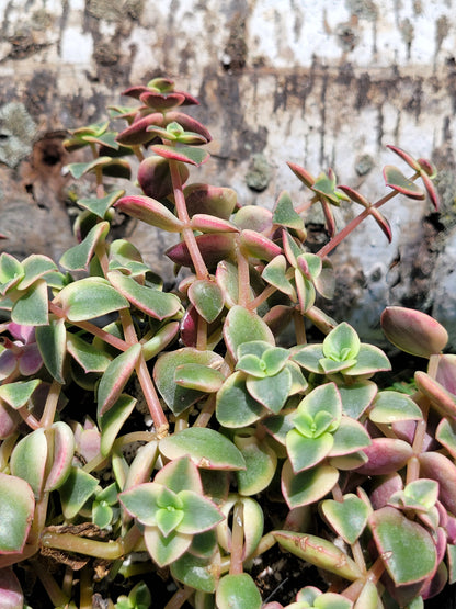 Crassula Pellucida Subsp. Marginalis ‘Rubra’ (“Calico Kittens”)