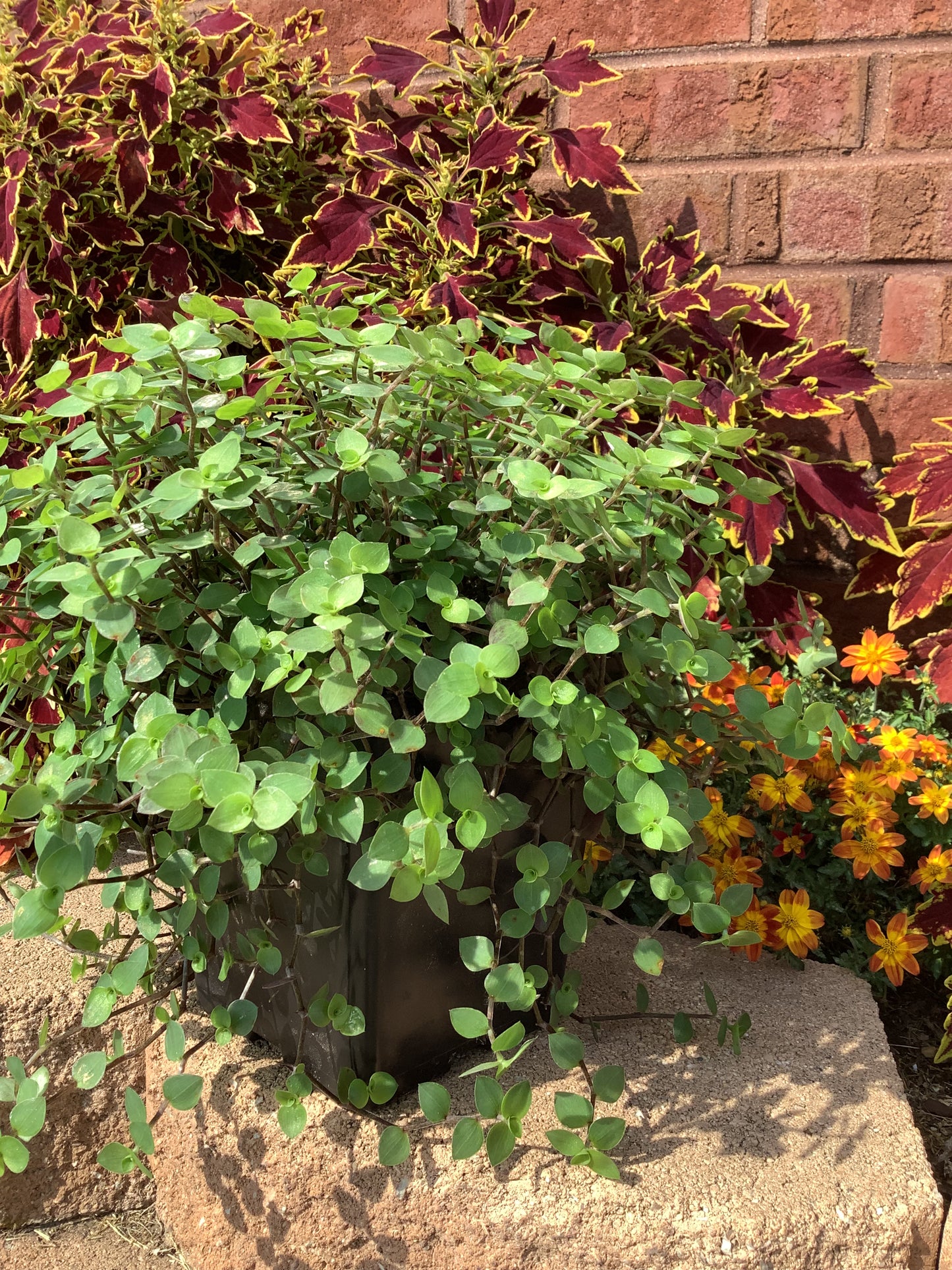 Callisia Repens ‘Minima’ (“Turtle vine/Bolivian Jew”)