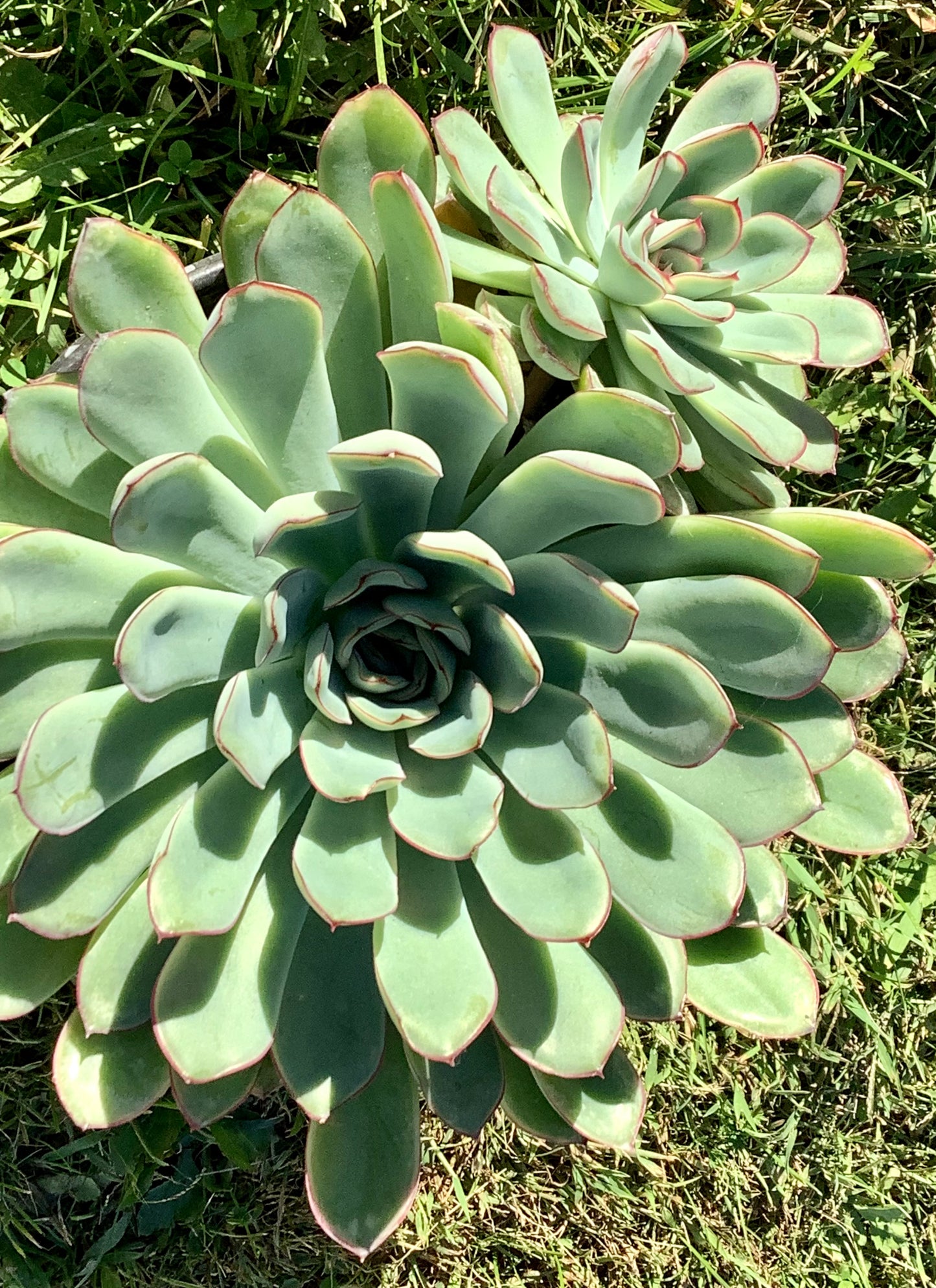 Echeveria Pulidonis