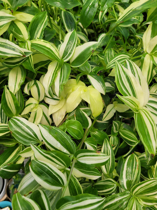 Tradescantia Fluminensis ‘Variegata’