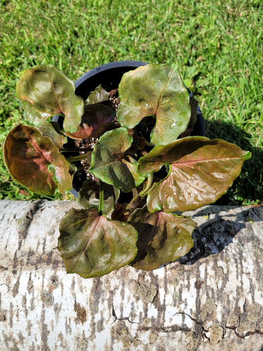 Syngonium Podophyllum ‘Maria’