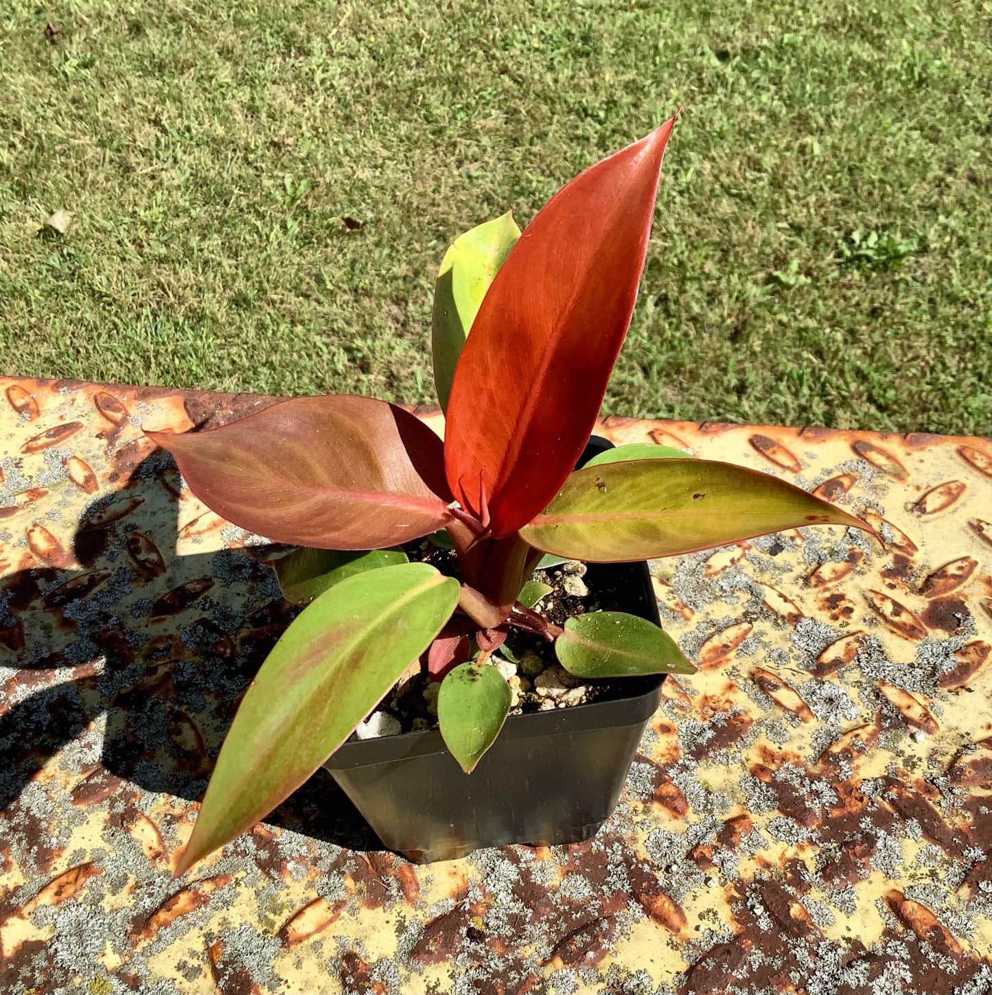 Philodendron Selloum ‘Red Sun’