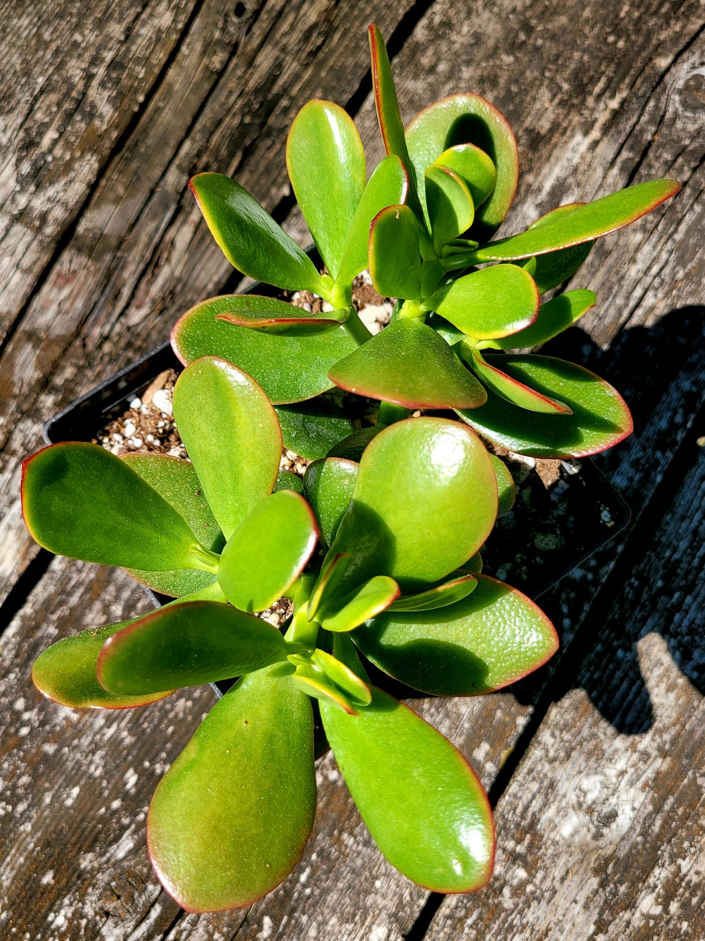 Crassula Ovata ‘Crosby’s Compact’ Jade Tree