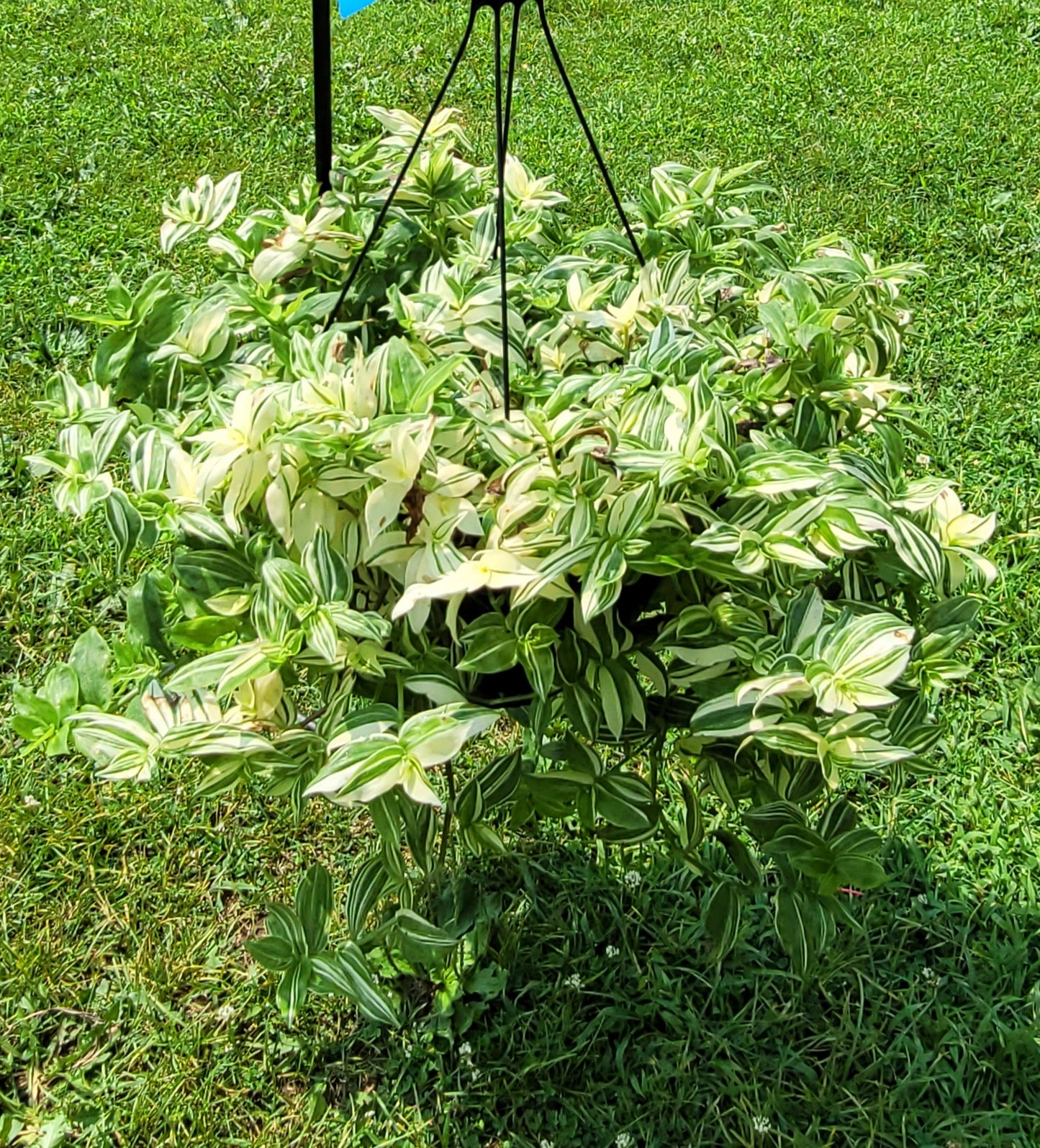 Tradescantia Fluminensis ‘Variegata’