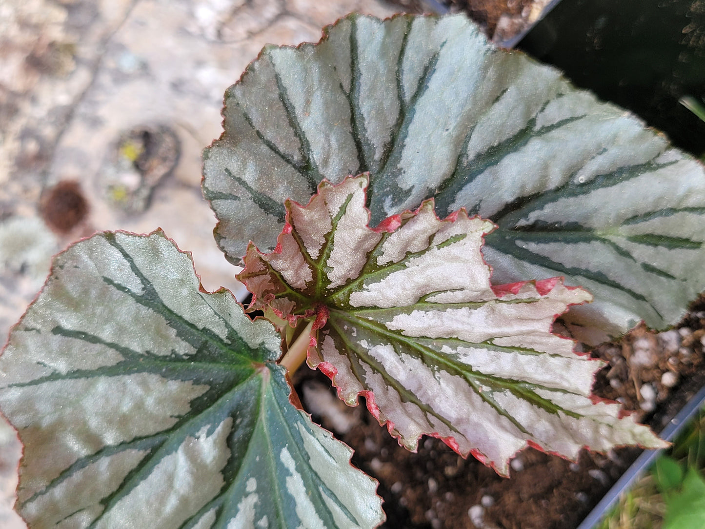 Angel Wing Begonia ‘Looking Glass’