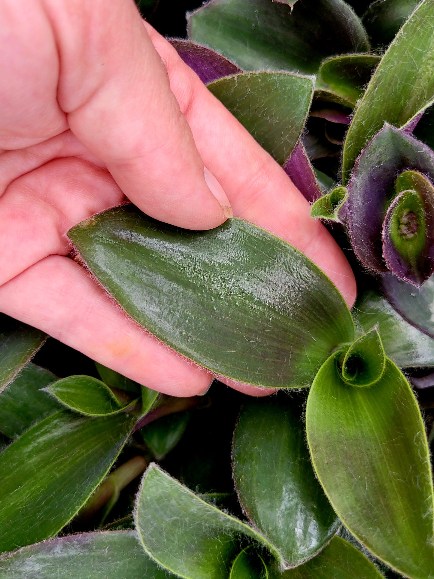 Tradescantia ‘Pale Puma’